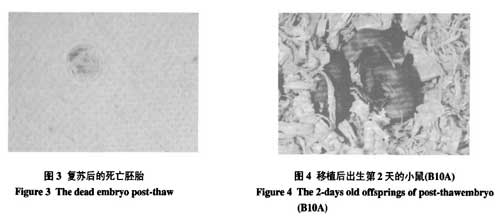 液氮運(yùn)輸罐短期儲存胚胎的可行性研究的討論